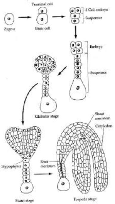 Stages of embryo development after fertilization